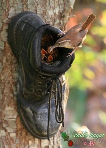 boot and bird recycling idea