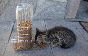 cat feeder recycling idea