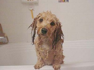 wet dog smell