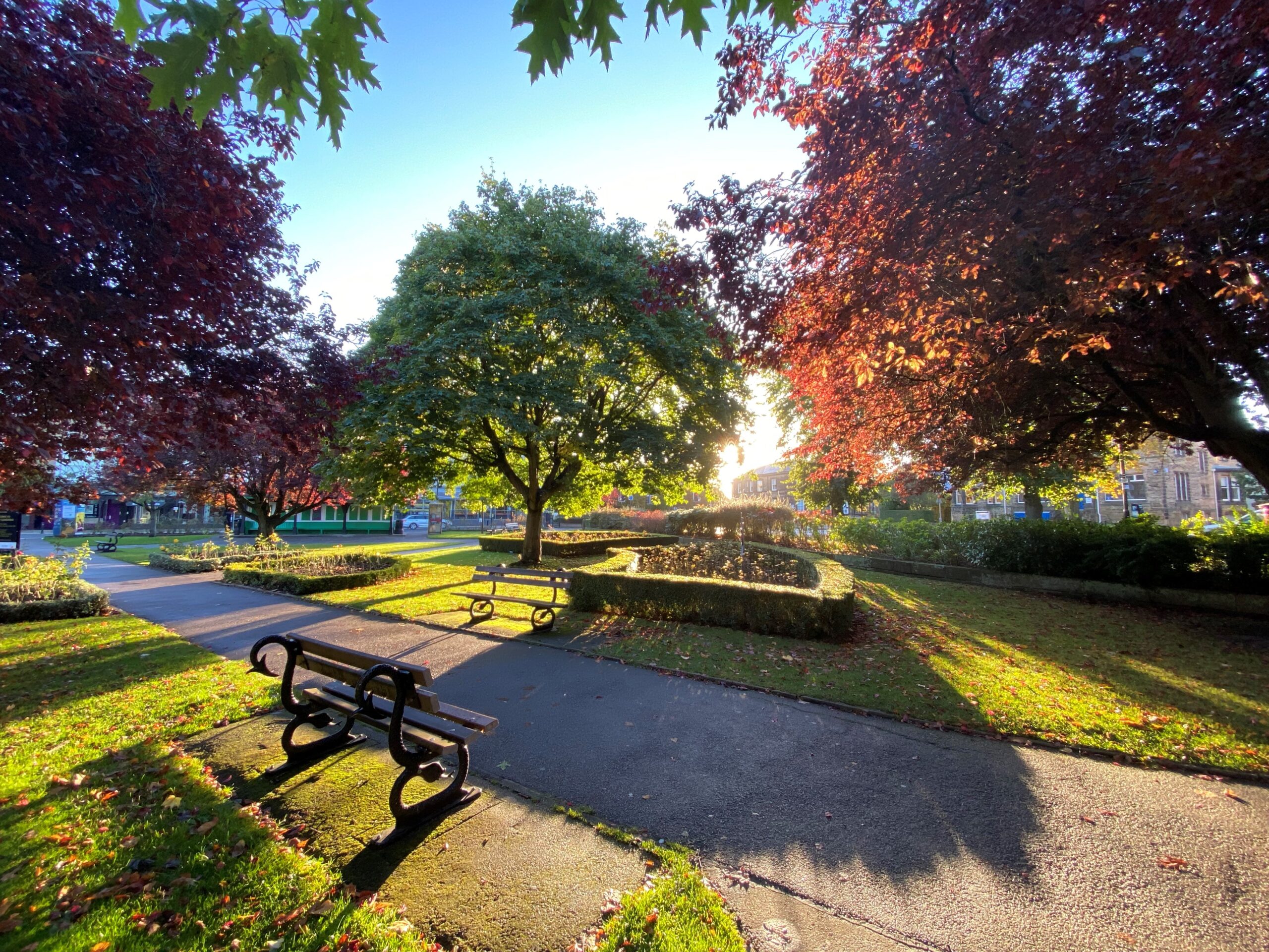 park bench and tree in Harrogate sunshine.