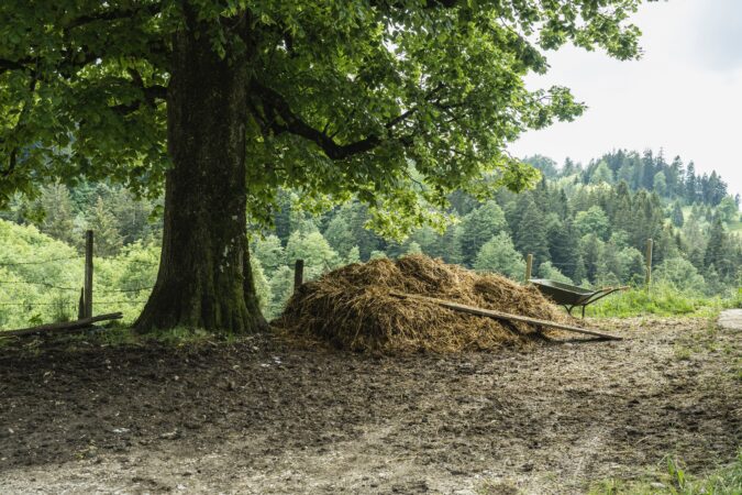 wheelbarrow under tree next to pile of muck.