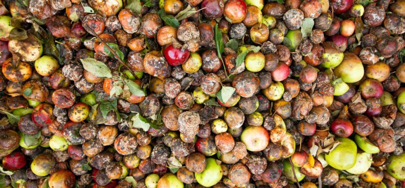 autumnal fruits starting to rot.