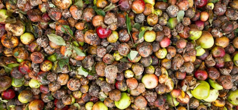 autumnal fruits starting to rot.