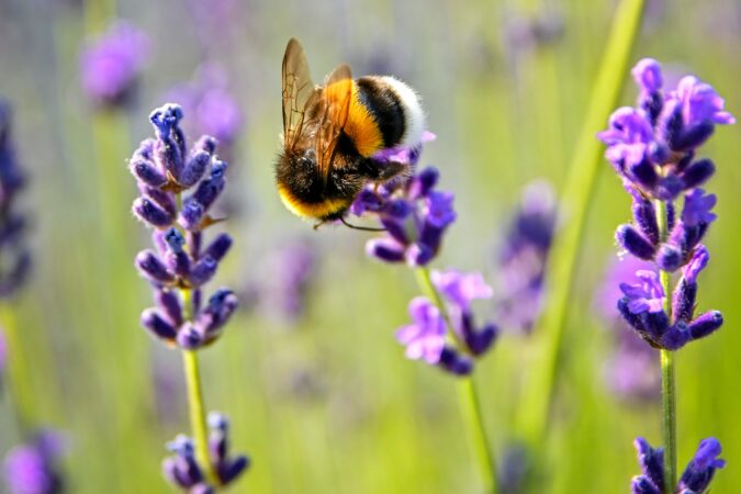 bee on purple flower.