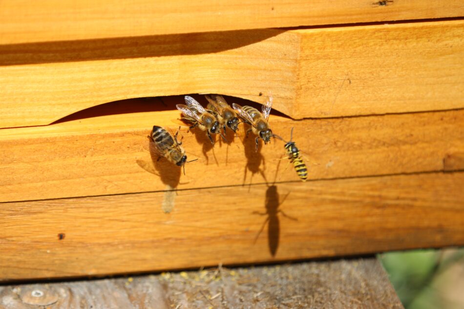 bees flying out of hive.