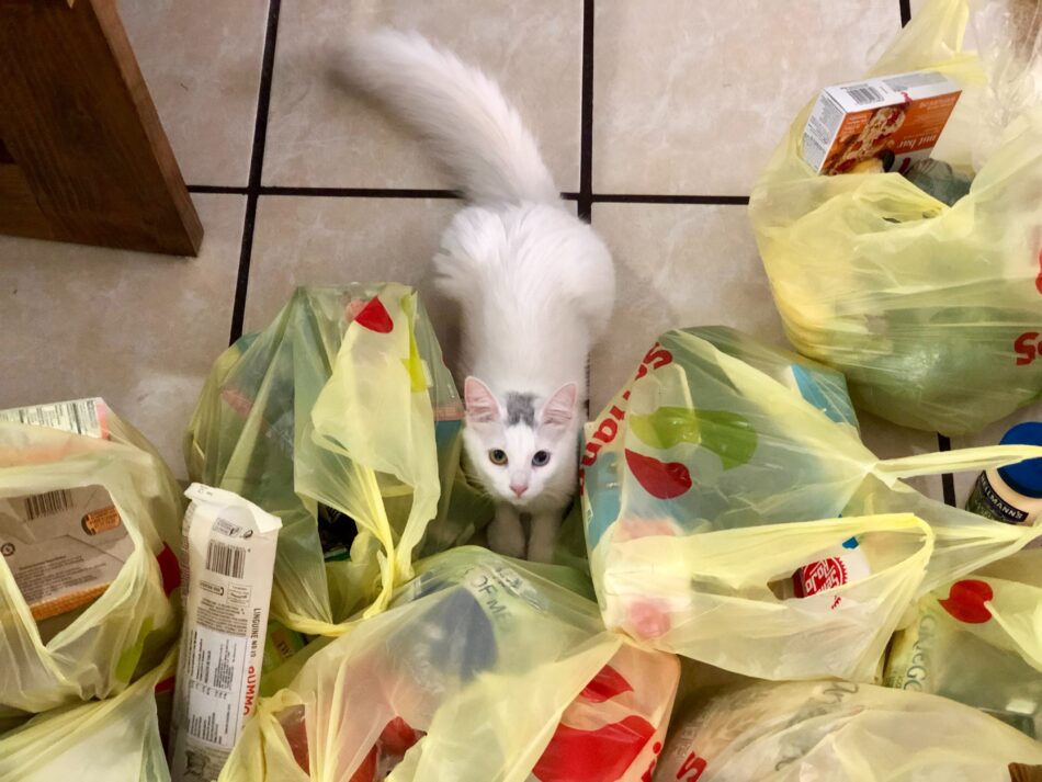 yellow plastic bags with shopping and cat looking up.