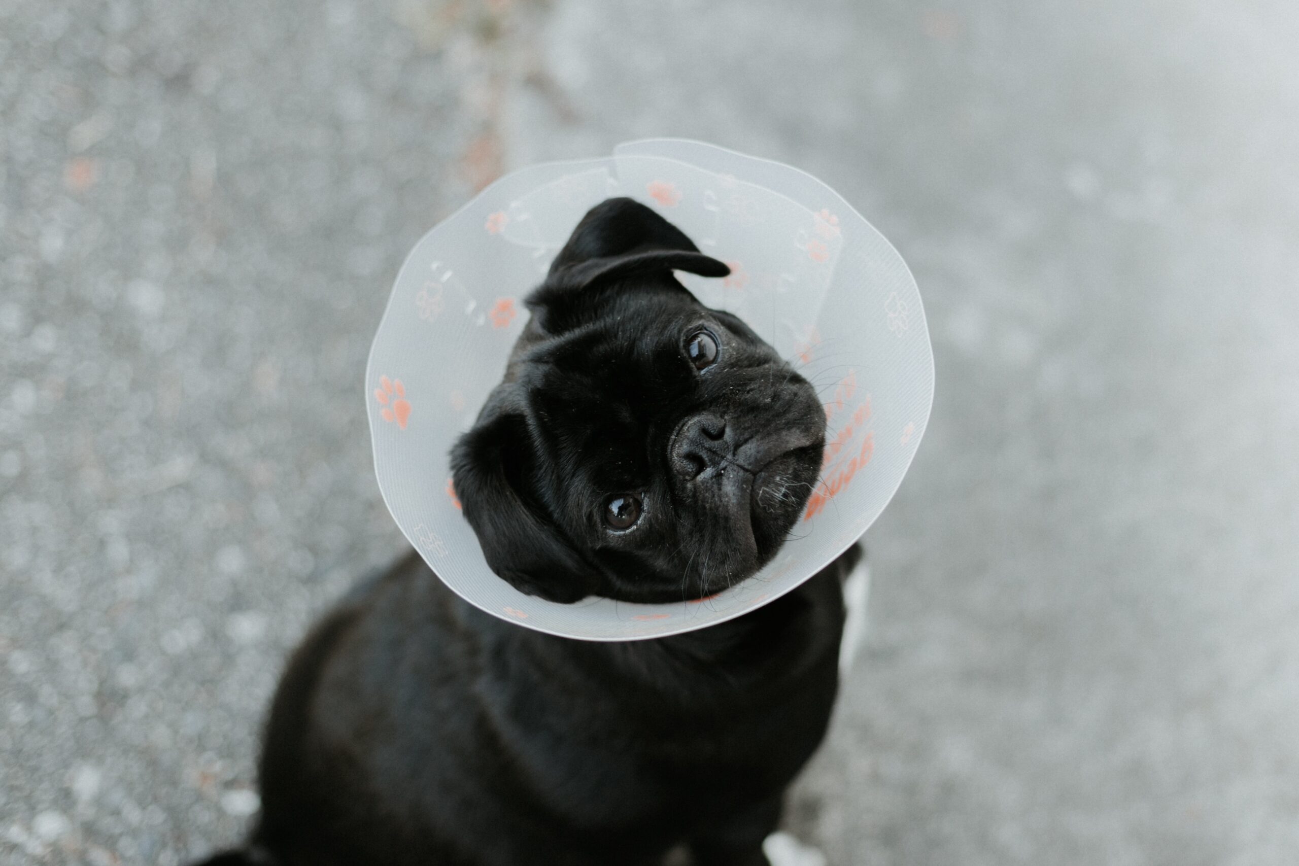 black pug wearing vets collar.