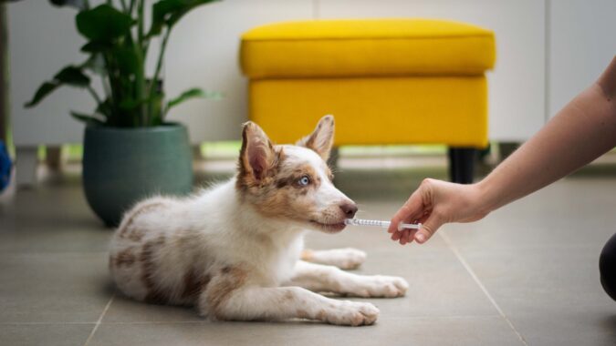 dog receiving injection at vets.