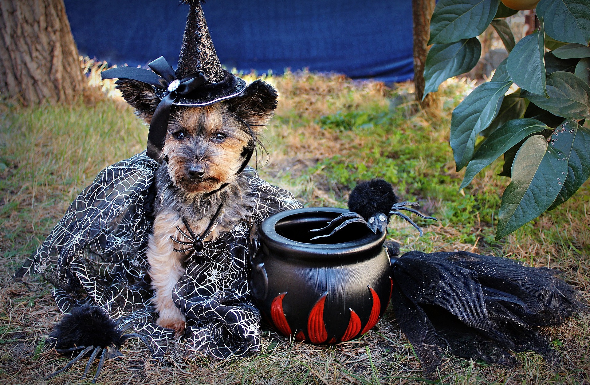 dog dressed in witch costume with cauldron.