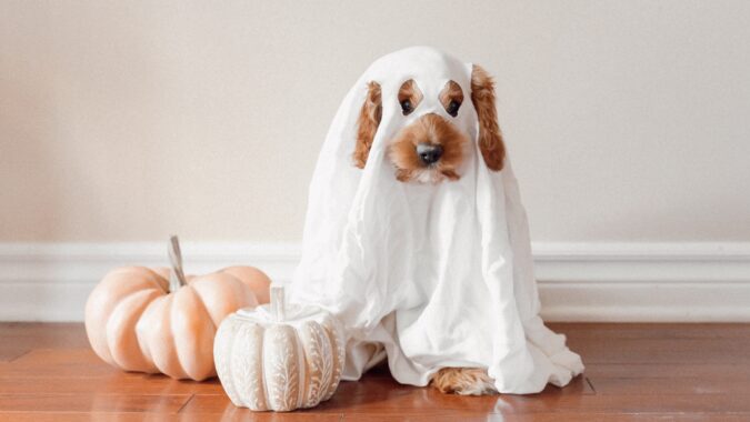 dog in ghost costume next to pumpkin.