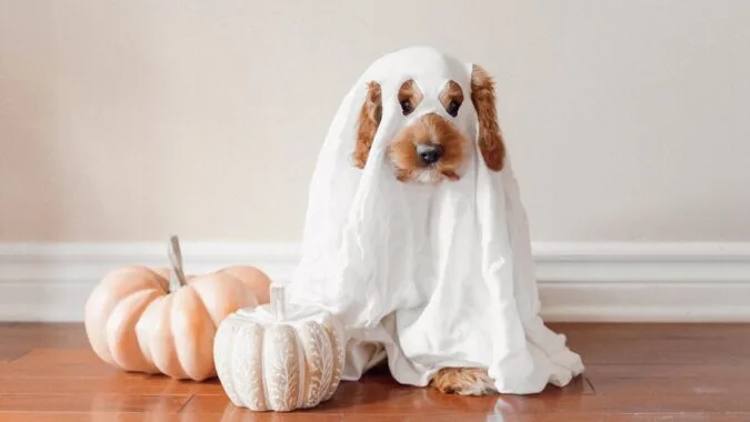 dog in ghost costume next to pumpkin.
