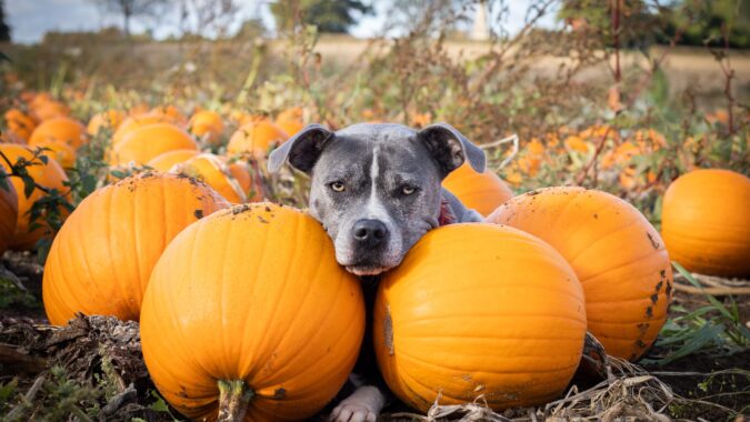 dog sat in pumpkin patch.