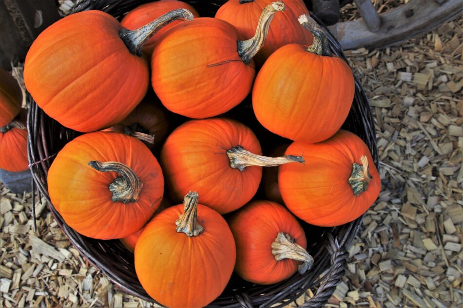 nine pumpkins in a bucket.