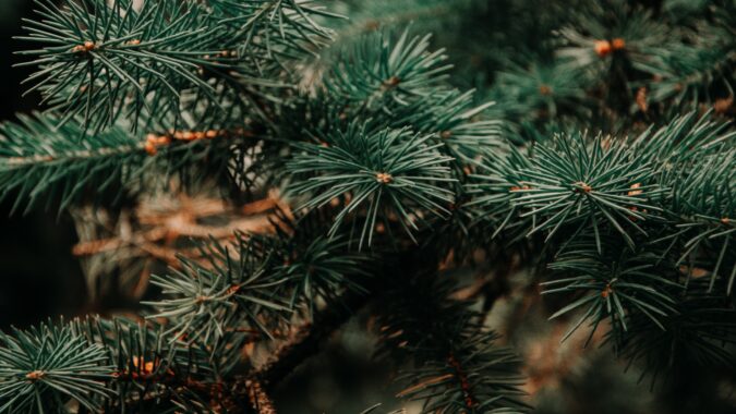 close up of pine needles on Christmas tree.