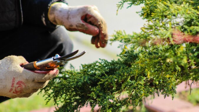 hands rimming branches of a green bush.