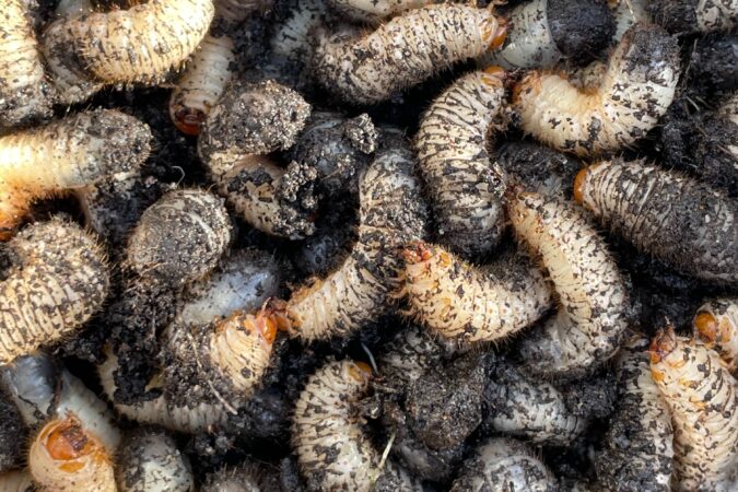 maggots inside a wheelie bin.