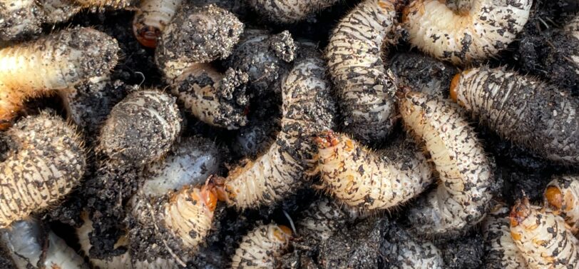 maggots inside a wheelie bin.