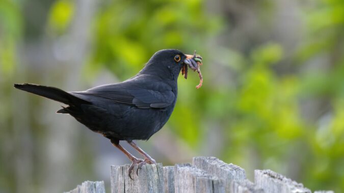 blackbird with worms in its beak sat on a fence.