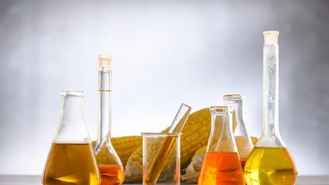 test tubes full of biofuel with corn on cob behind.