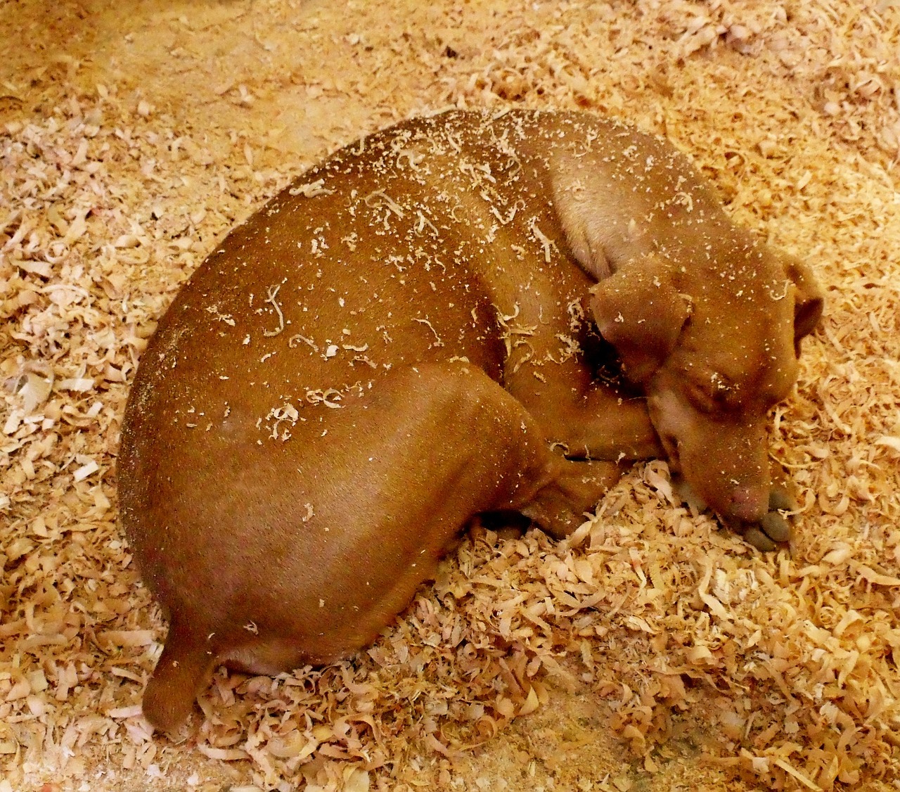 dog sleeping on a floor of sawdust.