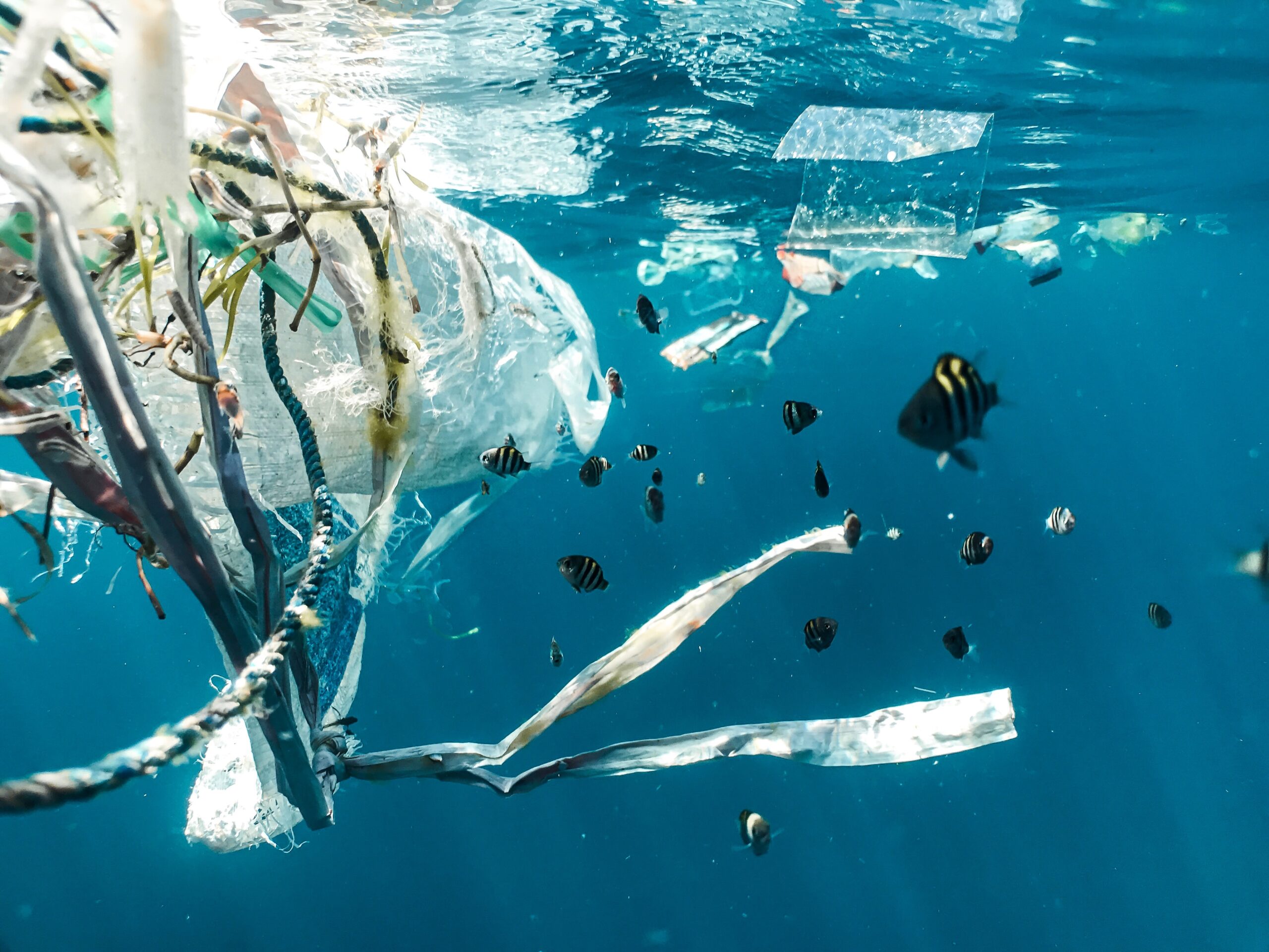 plastic in the sea with fish swimming next to it.