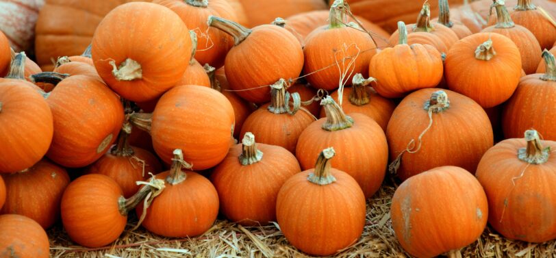 pumpkins of all sizes on a bale of hay.