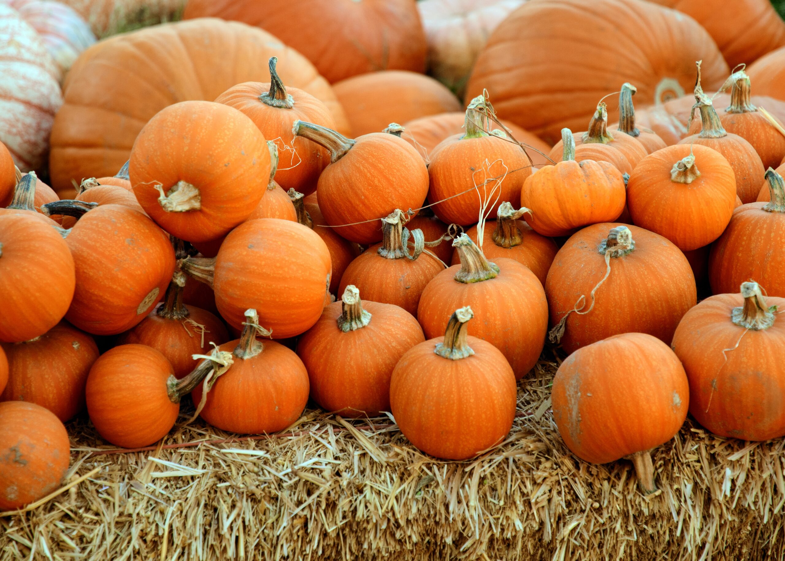 pumpkins of all sizes on a bale of hay.